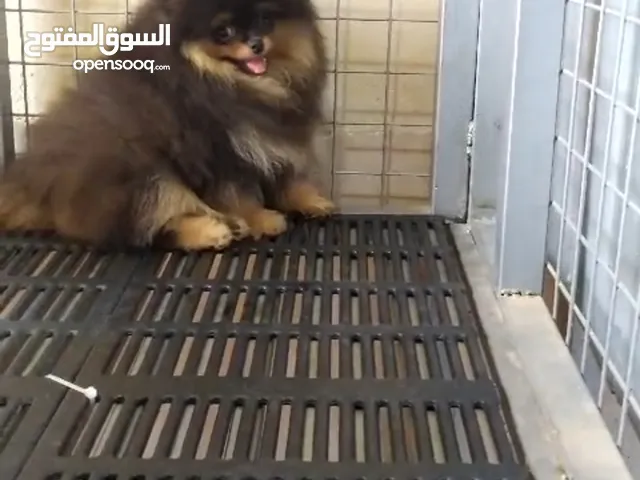 Pomeranian Samoyed Giant Malamute