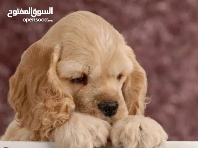 جراوي كوكر عمر 45 يوم تربية بيتي ايناث