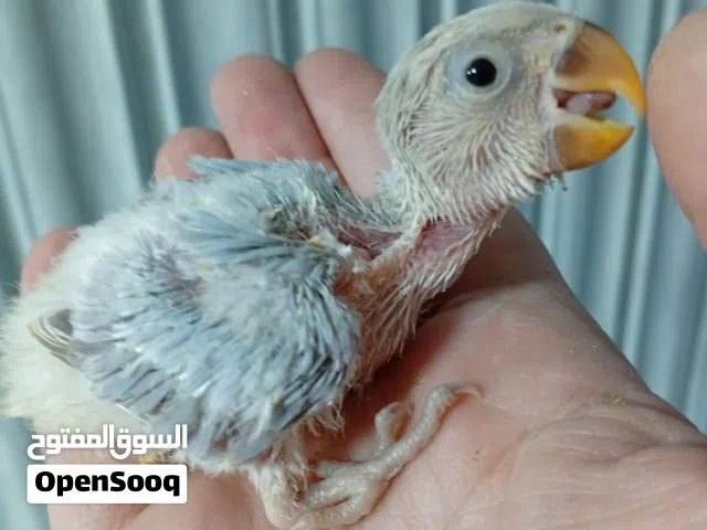 فرخ فيشر لعشاق طيور الغر لون بحري السعر عرض والرخصة فرصة