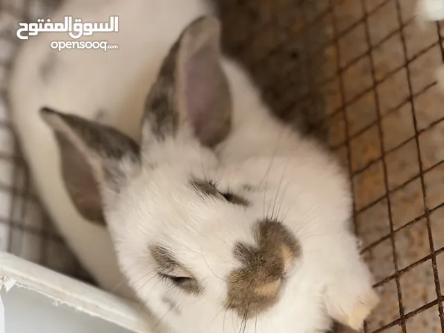 أرانب للبيع