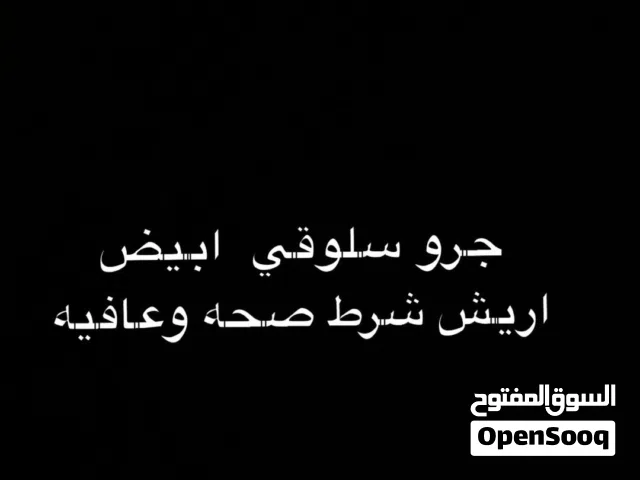 سلوقي ابيض اريش