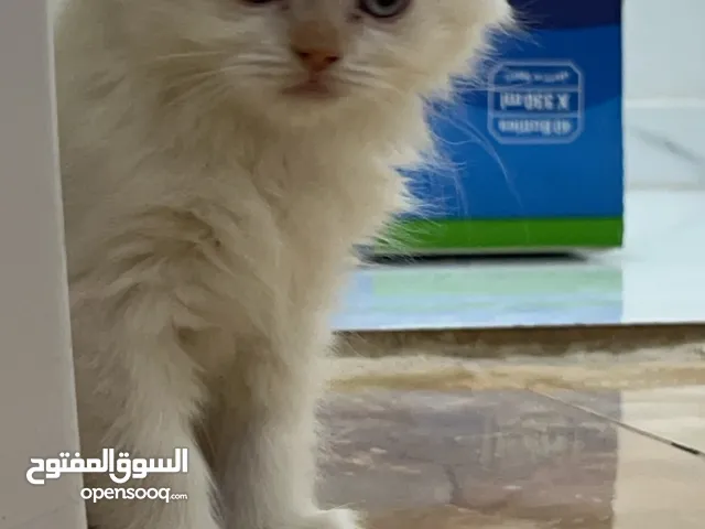 قطط للتبني