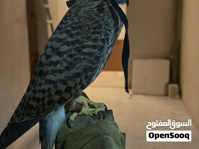 للبيع طيور مدربه توصيل لجميع مناطق برسوم علا حسب المنطقه باقي اخر اثنين الصامل ما اقصر معه حياكم