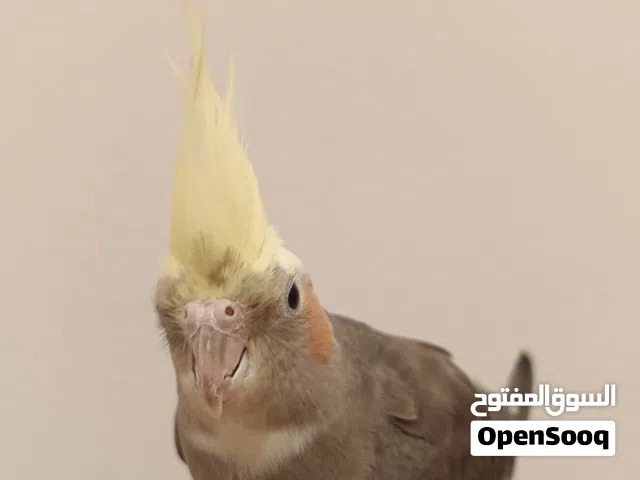 كروان ذكر ربوه. عمره ست شهور يقبل مسح على الراس اليف جدا الوصف مهم ربوه