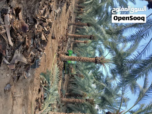 جميع انواع النخيل مثمر نوع برحي مجهول ونخيل زينه واشنطونيه للبيع من المزرعه الي الحديقه بدون وسيط نخ