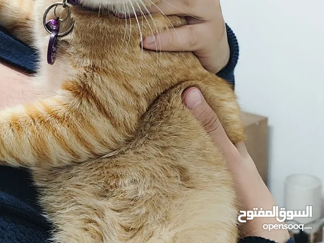 قط للتبني بدون مقابل