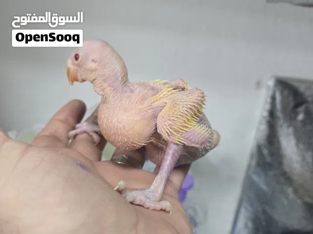 فرخ ببغاء دره لاتينو عين حمرا