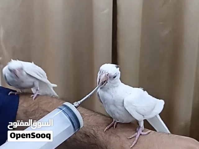 زوج كوكتيلات البينو ربه طينه عمر 4 اشهر يطلع خارج منزل وين ماتروح وراك تصيحله يجيك