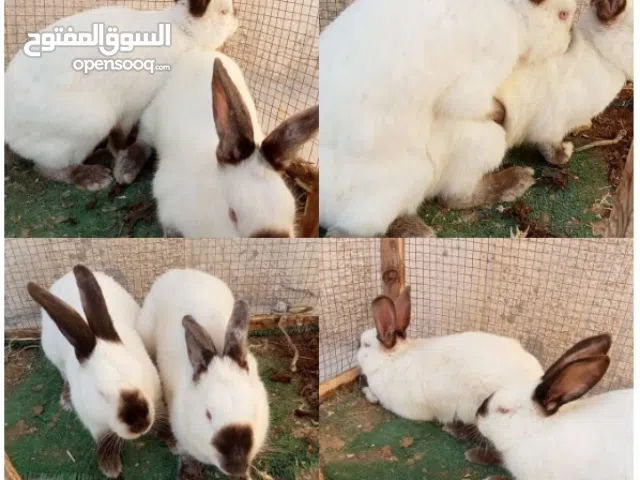 طقم أرنب كلفورني بيور