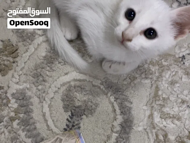 قط ابيض للبيع