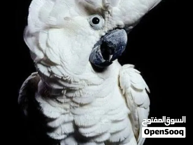 أظافر ببغاءك بتجرحك؟ ومنقاره صار طويل ومو عارف يأكل براحته؟ بتحس بتساقط ريش؟ حاب تشيك عليه ببيتك؟ رن