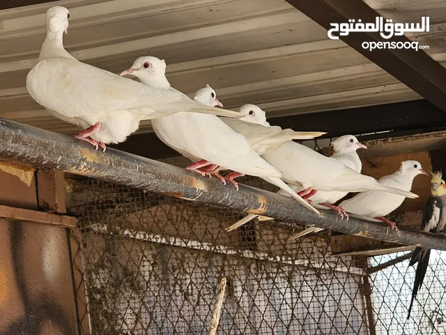 حمام ياكريم كريم