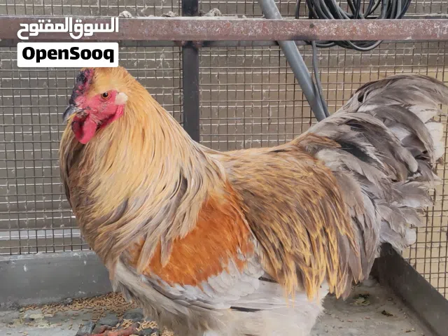 دجاج براهمي