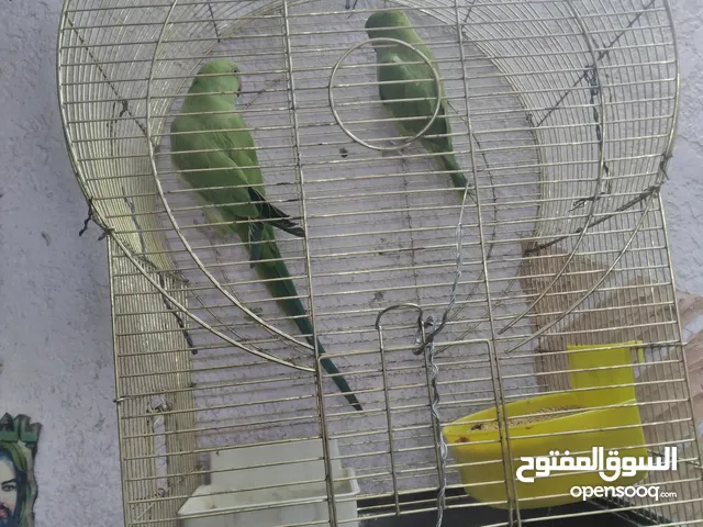 دره ببغاء نثايه اثنين