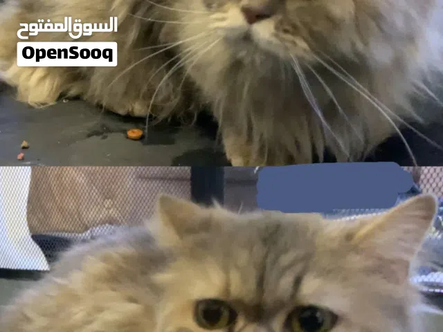 سلام عليكم قط او بزونة للبيع لون رمادي