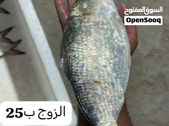 صبور خشن تاازة ابي الخصيب توصيل مجاني لابو الخصيب