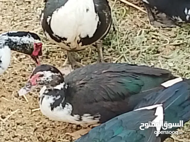 بط مصري بيور