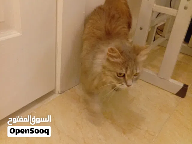 قطة شيرازي