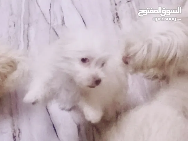 كلاب تيرير فرنسي قصير القامه