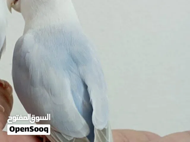 طيرة روز باليد اوبلابن  أقرأ الوصف