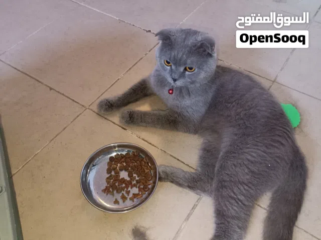 سكوتش فولد  لون رمادي العدد 2 ذكر وانثى
