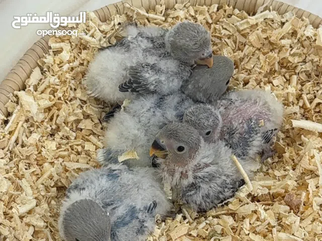 للبيع فروخ طيور حب