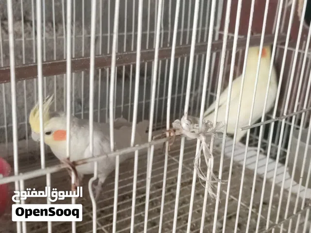 السلام عليكم كوكتيلات 3 زوج شكريات وتك حبشي