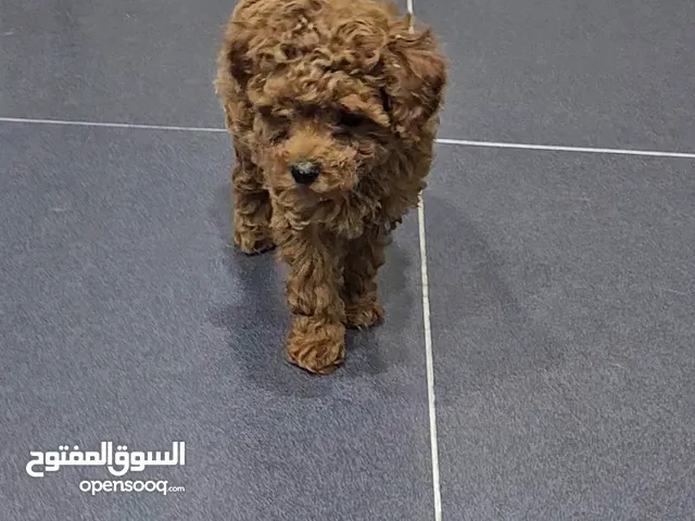 Toy poodle 2 months old