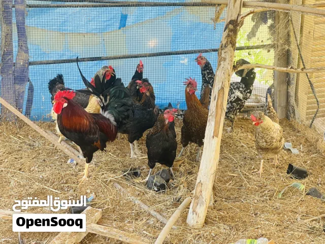متاح دجاج عربي العدد18دجاجه و2فرج