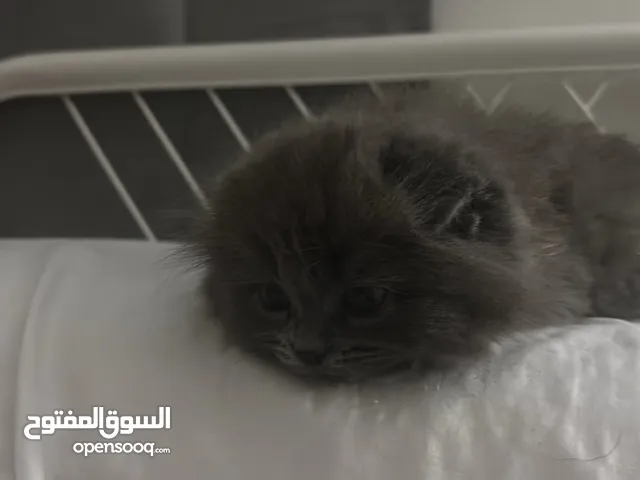 في سكوتش مكس ذكر