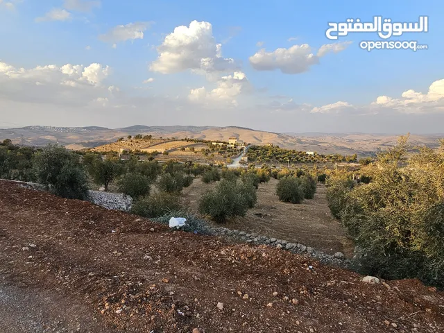 ارض للبيع مزرعة للبيع بيرين المسره العالوك الشارع الرئيسي مزرعه زيتون بالكامل بسعر مغري من المالك