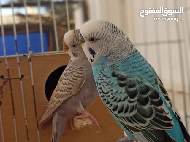 جوز فادجو بي القفص المكان بنغازي