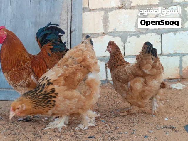 دجاج براهما