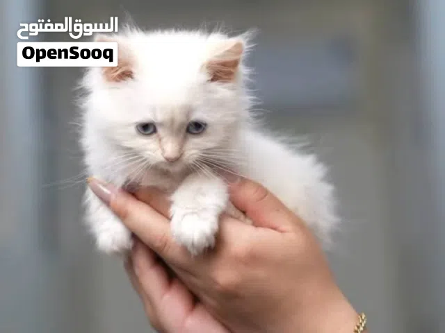 قطط هماالايا. ..سكوتش...بيرشن..باسعار مغريه...مع جميع المطاعيم وجواز السفر