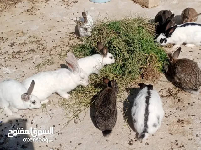 ارانب هجين بابيون نخب اول أرانب بلدي