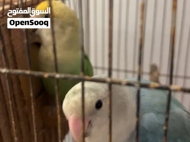 كوبيه بركديلو ربي يبارك على دحي كانو مروضات فل توه نص ترويض ومايخافوش يجو ومايهربوش
