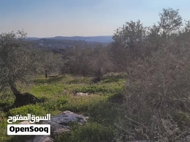 اراضي وعقارات للبيع في بلدة بلعا