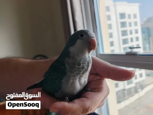 ببغاء كويكر اليف مع قفص