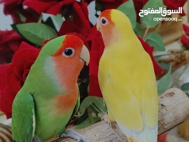 للبيع زوج ببغاء الروز اليف جدأ لعوب
