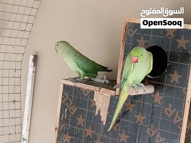 دره زوج منتج للبيع