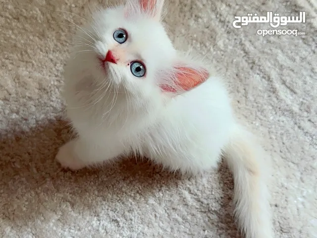 Pure Persian kitten with long hair and blue eyes