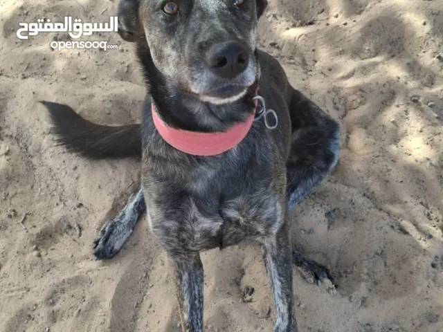 نتايا دودج ناشطه ربي يبارك