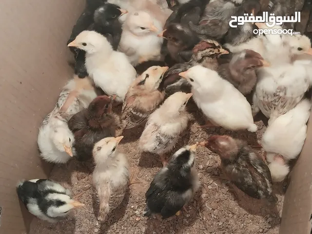 متوفر 30 طرف كتكوت عربي زهري عمر 23 يوم ناشطات