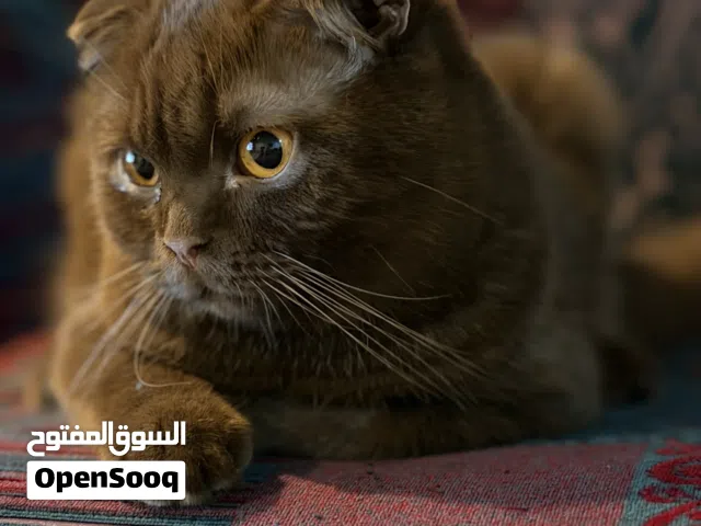 سكوتش فولد (ذكر)