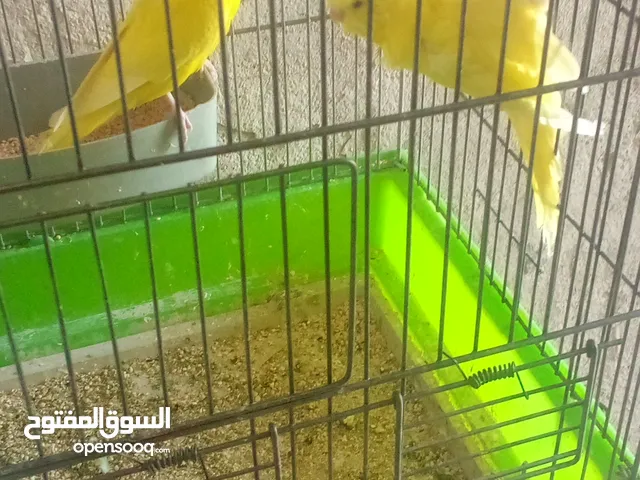 جواز حب شغاله