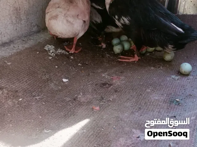 بط عدد 3 انثايتين+ذكر+20بيضه
