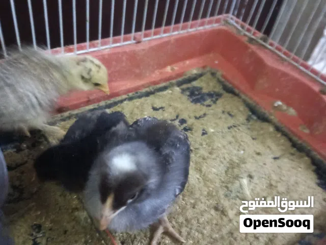 بسم الله ماشاء  موجود 18 صوص مصوف