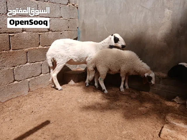 رباع تحتها حوليه الله يبارك