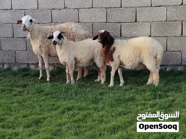 نعجه وطنيه تحت منها زوز حواله ذكور