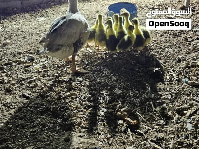 وزه مع صيصانها